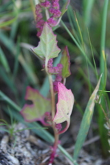 Oxybasis chenopodioides