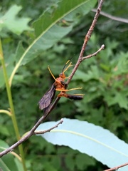 Tmetogaster nubilipennis