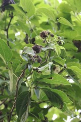 Eleutherococcus sessiliflorus