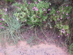 Pelargonium quercifolium