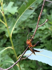 Tmetogaster nubilipennis