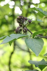 Eleutherococcus sessiliflorus