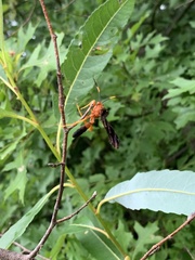 Tmetogaster nubilipennis