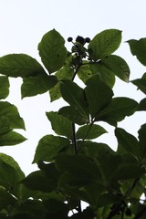 Eleutherococcus sessiliflorus