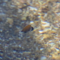 Chaetodontidae