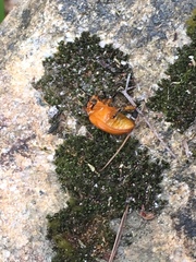 Podontia lutea