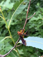 Tmetogaster nubilipennis