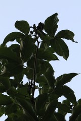 Eleutherococcus sessiliflorus