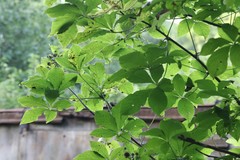 Eleutherococcus sessiliflorus