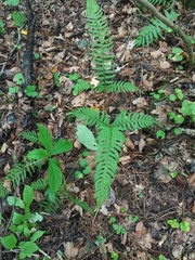 Polystichum subtripteron