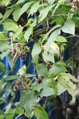 Eleutherococcus sessiliflorus