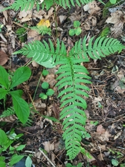 Polystichum subtripteron