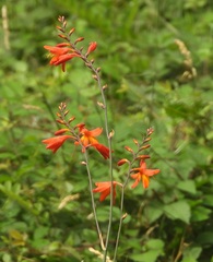 Crocosmia aurea
