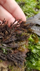 Cladostephus spongiosus