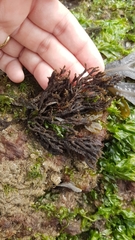 Cladostephus spongiosus