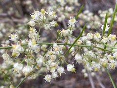 Asparagus buchananii