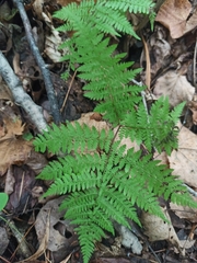 Athyrium spinulosum