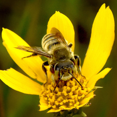 Megachile fortis
