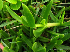 Carpobrotus dimidiatus