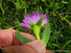 Carpobrotus dimidiatus