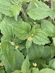 Galinsoga quadriradiata