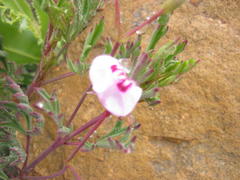 Pelargonium laevigatum laevigatum