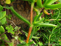 Carpobrotus dimidiatus