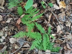 Athyrium spinulosum