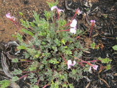 Pelargonium laevigatum laevigatum