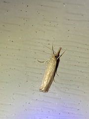 Agriphila straminella