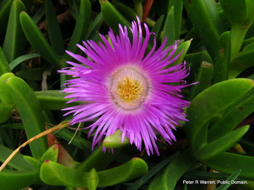 Carpobrotus dimidiatus (Haw.) L.Bolus