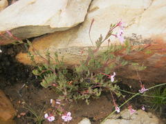 Pelargonium laevigatum laevigatum
