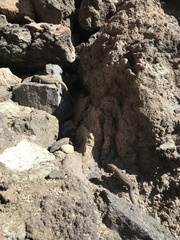 Gallotia galloti galloti