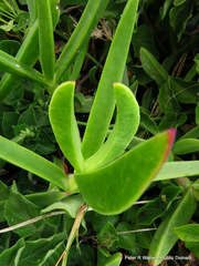 Carpobrotus dimidiatus
