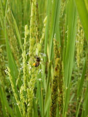 Apis mellifera unicolor
