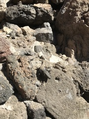 Gallotia galloti galloti