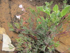 Pelargonium laevigatum laevigatum