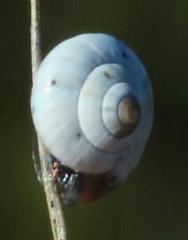 Xerocystis capensis