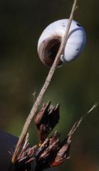 Xerocystis capensis