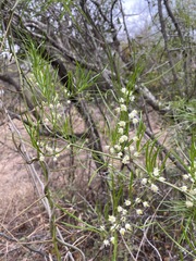Asparagus buchananii