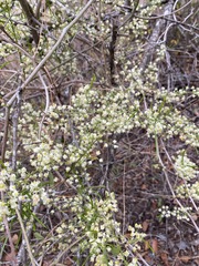 Asparagus buchananii