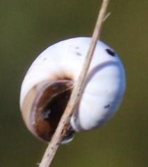 Xerocystis capensis