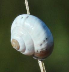Xerocystis capensis