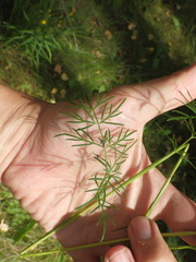 Kadenia dubia