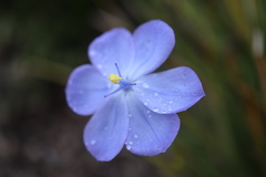 Orthrosanthus multiflorus