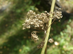 Kadenia dubia