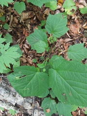 Acer tegmentosum