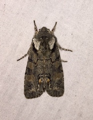 Psaphida electilis