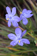 Orthrosanthus multiflorus