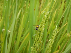 Apis mellifera unicolor